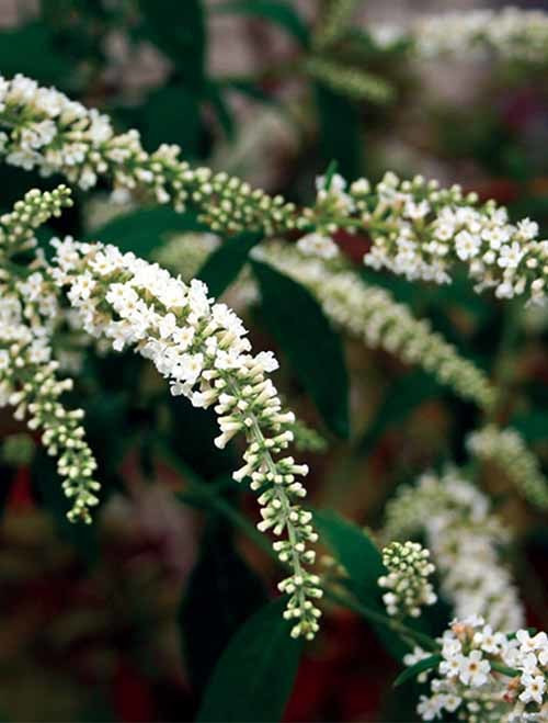 Trên thế giới, cây bọ chó phân bố rộng rãi ở Ấn Độ, Malaysia, Philippin, Thái Lan, Campuchia, Lào, Nam Trung Quốc. Ảnh: bigcommerce.