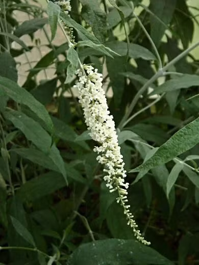 Cây bọ chó có cụm hoa mọc ở ngọn thân thành chùy, màu trắng, quả nang, hình trứng thuôn. Cây ra hoa quả từ tháng 4 đến tháng 7. Ảnh: indianmedicinalplants.