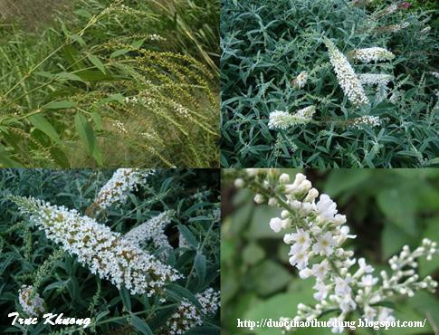 Cây bọ chó là cây ưa sáng, mọc nhanh, thường thấy trong các quần hệ cây bụi ở đồi hay trên đất, sau nương rẫy. Ảnh: blogspot.