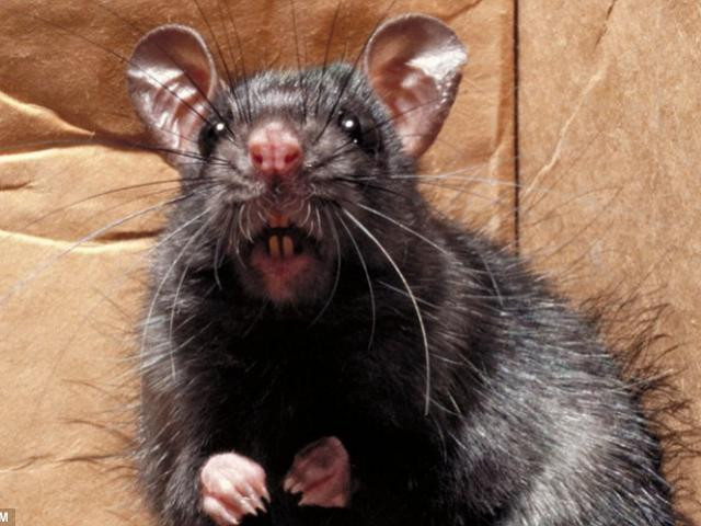 Chuột cống lần đầu tiên xâm nhập vào nước Mỹ qua các tàu buôn và những người nhập cư khoảng năm 1775. Ảnh: 24h.
