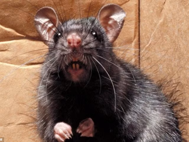 Chuột cống lần đầu tiên xâm nhập vào nước Mỹ qua các tàu buôn và những người nhập cư khoảng năm 1775. Ảnh: 24h.