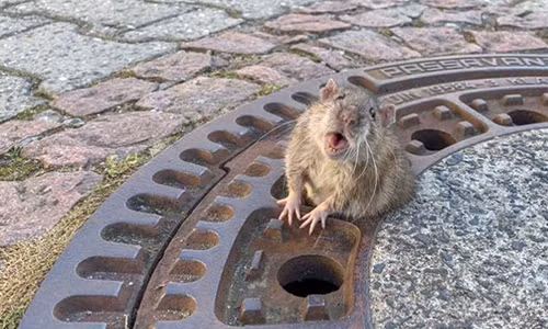 Chuột cống là tác nhân truyền các bệnh như dịch hạch, bệnh vàng da... Ngoài ra, nó cũng có thể làm ô nhiễm thực phẩm và đưa bọ chét vào nhà. Ảnh: giadinh.