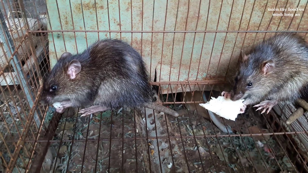 Chuột cống có chiều dài cơ thể từ 17,78cm – 24,13cm, không có râu. Ảnh: ytimg.