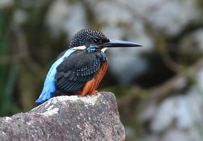 Bồng chanh rừng có mắt đỏ, mỏ đen, chân đỏ tươi. Ảnh: orientalbirdimages.