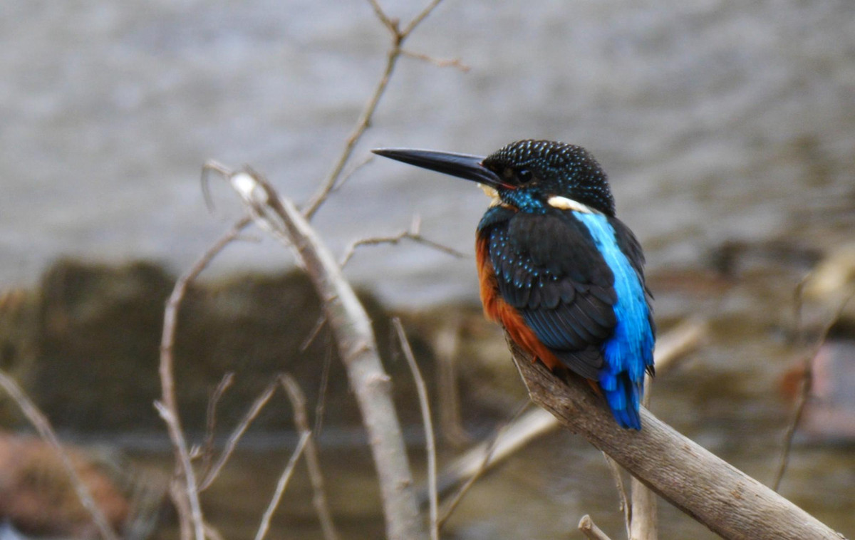 Trên thế giới, bồng chanh rừng xuất hiện ở Bắc Ấn Độ (Assam), bắc Mianma, nam Trung Quốc, bắc Thái Lan, Lào. Ảnh: hbw.