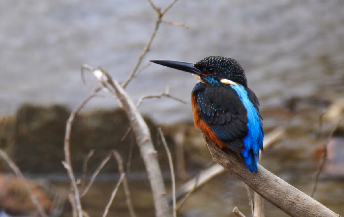 Trên thế giới, bồng chanh rừng xuất hiện ở Bắc Ấn Độ (Assam), bắc Mianma, nam Trung Quốc, bắc Thái Lan, Lào. Ảnh: hbw.