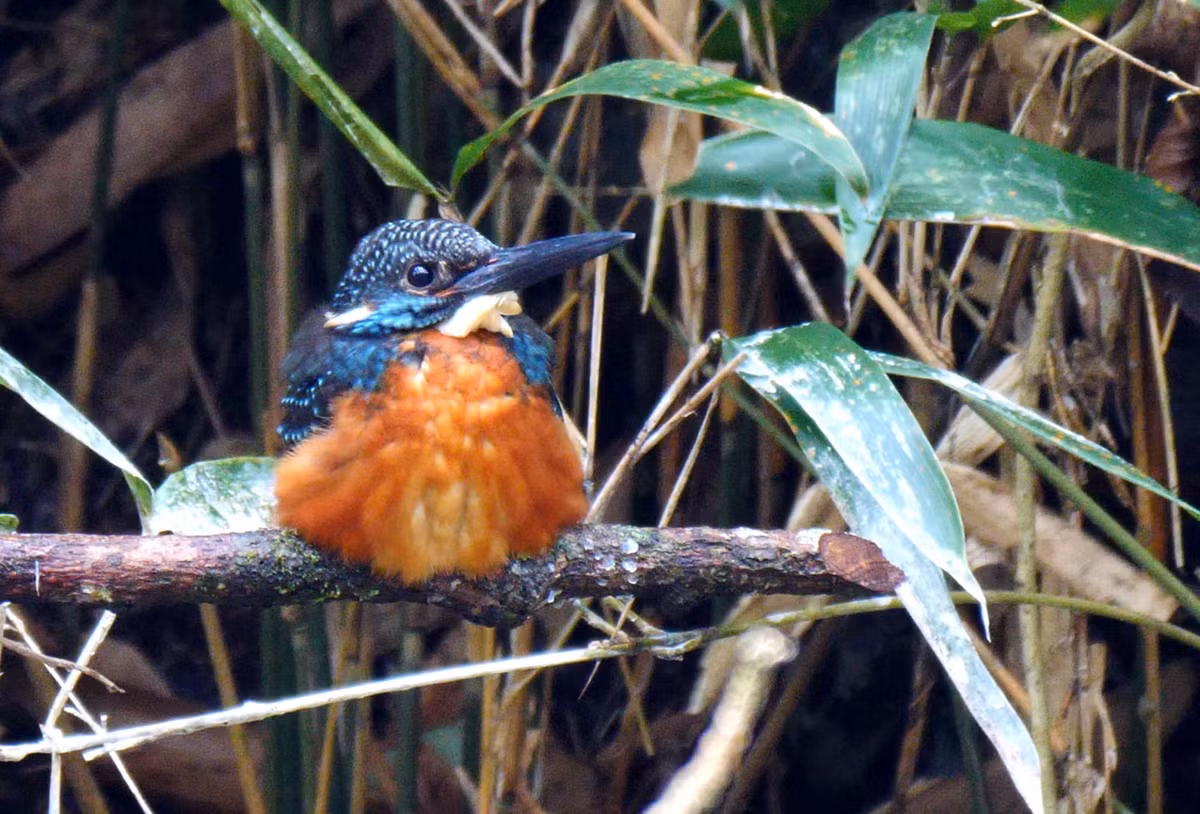Mùa sinh sản của loài chim quý hiếm có ở Việt Nam này là từ khoảng tháng 2 - 5, mỗi lần đẻ từ 4 - 6 trứng. Cho đến nay, giới khoa học vẫn có rất ít thông tin về chúng. Ảnh: hbw.