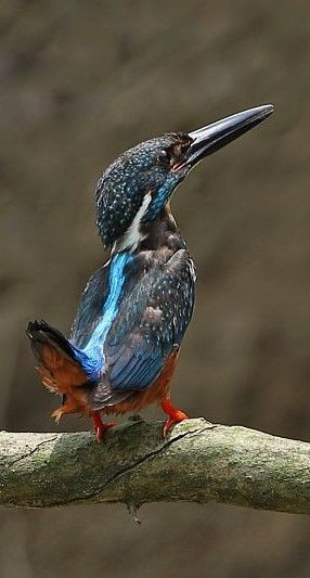 Bồng chanh rừng là loài chim sống định cư. Chúng sống dọc các sông, suối trong các khu rừng thường xanh. Ảnh: pinimg.