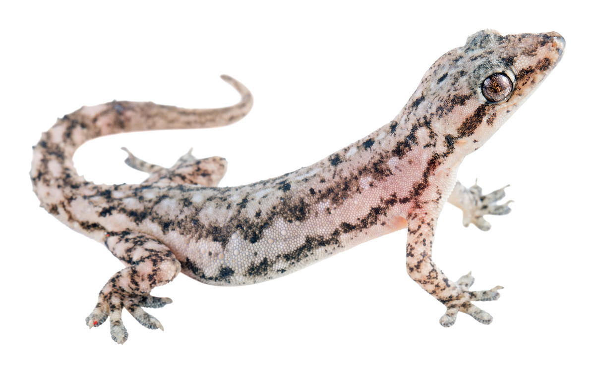 Thạch sùng đuôi sần kiếm ăn vào ban đêm, quanh các gốc cây to hay tảng đá mẹ trong rừng. Ảnh: tropicalherping.