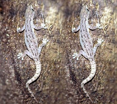 Ở Việt Nam, thạch sùng đuôi sần có ở khắp các tỉnh từ Bắc vào Nam. Ảnh: vncreatures.