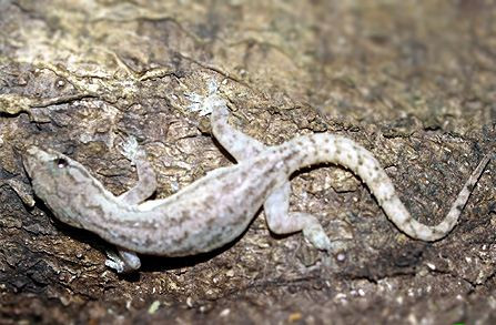 Thạch sùng đuôi sần chủ yếu ăn các loài ấu trùng có ở khu vực sinh sống của chúng. Ảnh: vncreatures.