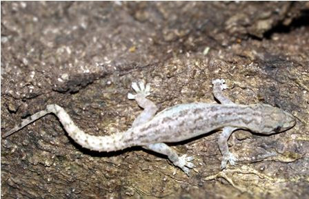 Trên thế giới, thạch sùng đuôi sần phân bố ở khắp các vùng Đông nam châu Á và Trung Quốc, Ấn Độ. Ảnh: vncreatures.