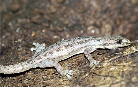 Thạch sùng đuôi sần có chiều dài thân từ 45mm - 63mm, đuôi dài từ 45mm - 68mm, có 16 - 17 lỗ đùi ở mỗi bên. Ảnh: vncreatures.