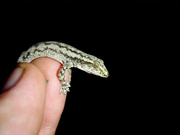 Vảy ở ngực, bụng và dưới đùi của thạch sùng đuôi sần có dạng tròn trong khi vảy họng hình hạt xếp cạnh nhau. Ảnh: iucngisd.