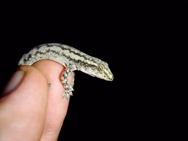 Vảy ở ngực, bụng và dưới đùi của thạch sùng đuôi sần có dạng tròn trong khi vảy họng hình hạt xếp cạnh nhau. Ảnh: iucngisd.