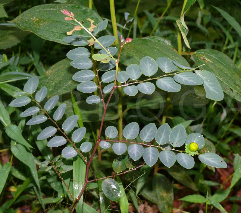 Theo y học cổ truyền, cây bồ cu vẽ có vị đắng, tính hàn và có độc. Tuy nhiên, loài cây này cũng có tác dụng kháng khuẩn, tiêu viêm. Ảnh: nhathuocdangian.