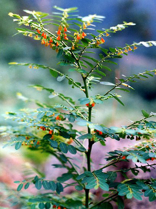 Mùa ra hoa kết quả của cây bồ cu vẽ là từ tháng 6 đến tháng 8 hàng năm. Ảnh: starfoods.