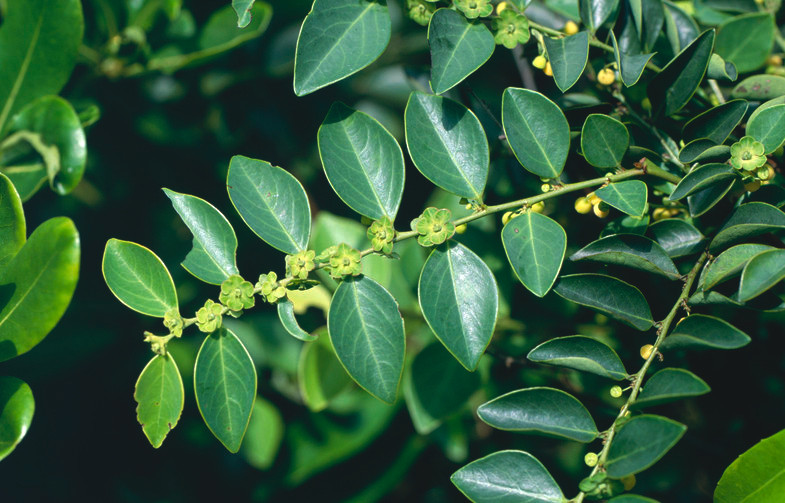 Bồ cu vẽ là một giống cây nhỏ, cao từ 3m – 6m. Lá mọc so le, phiến lá dài và dày, có hình trứng hoặc hình bầu dục. Hoa mọc thành từng cụm màu lục trong khi quả hình dẹt, khô, có màu đen nhạt. Ảnh: starfoods.