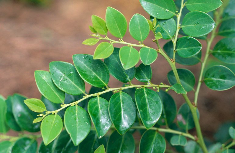 Ở Việt Nam, cây bồ cu vẽ mọc hoang trên khắp đất nước, nhiều nhất là ở miền Bắc và miền Trung. Ảnh: starfoods.