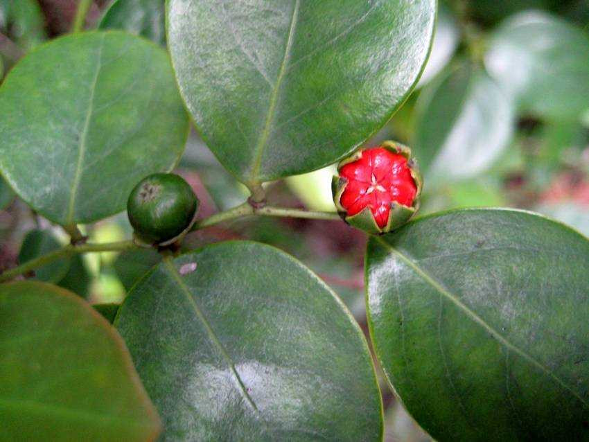 Trên thế giới, cây bồ cu vẽ được tìm thấy ở Lào, Campuchia, Malaysia, Philipin và Trung Quốc. Ảnh: starfoods.