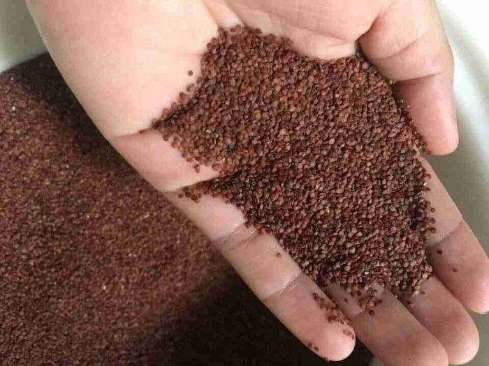 Đặc biệt, hạt đình lịch được rất nhiều chị em phụ nữ sử dụng để làm đẹp da và trị mụn trứng cá. Ảnh: namlimxanh.