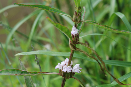 Thậm chí ở Malaysia, lá của cây đình lịch còn được dùng làm thuốc đắp chữa vết thương và sưng phù. Ảnh: wetlandpark.