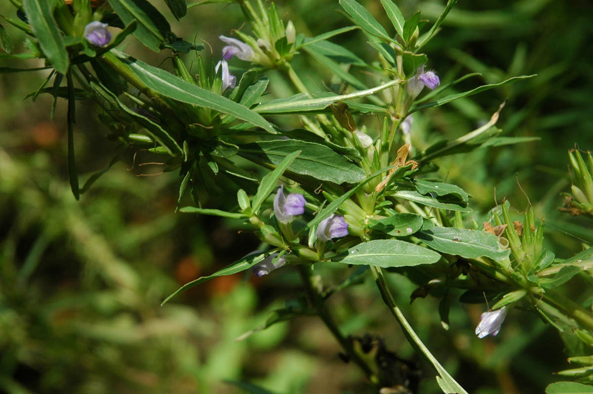 Vào tháng 8 đến tháng 10 hàng năm, khi quả chín già, người dân thường nhổ cả cây đình lịch về đập lấy hạt phơi khô làm thuốc. Ảnh: phytoimages.
