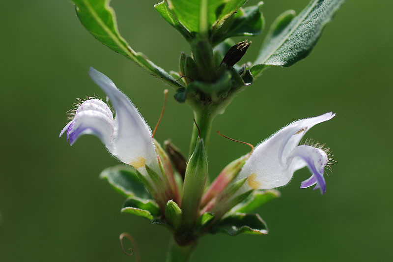 Cây đình lịch mọc phổ biến ở khắp Việt Nam, ở trên ruộng hay đất hoang. Trên thế giới, loài cây này còn được tìm thấy ở Ấn Độ, Trung Quốc, Lào, Campuchia. Ảnh: hoaeva.