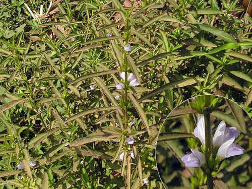 Cây đình lịch là dạng cây thảo sống 2 năm, bắt đầu mùa xuân thì sinh lá mầm non. Ảnh: caythuoc.