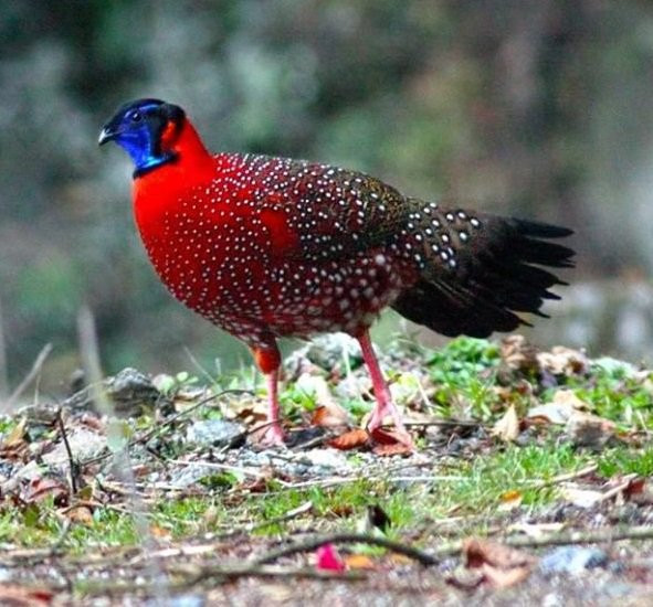 Sau đó, gà đực nhảy lên người bạn tình của mình. Tới khi đạt ngưỡng thỏa mãn, chúng lại xông lên, lao vào con cái và giao phối trong vòng 10 giây. Ảnh: twimg.