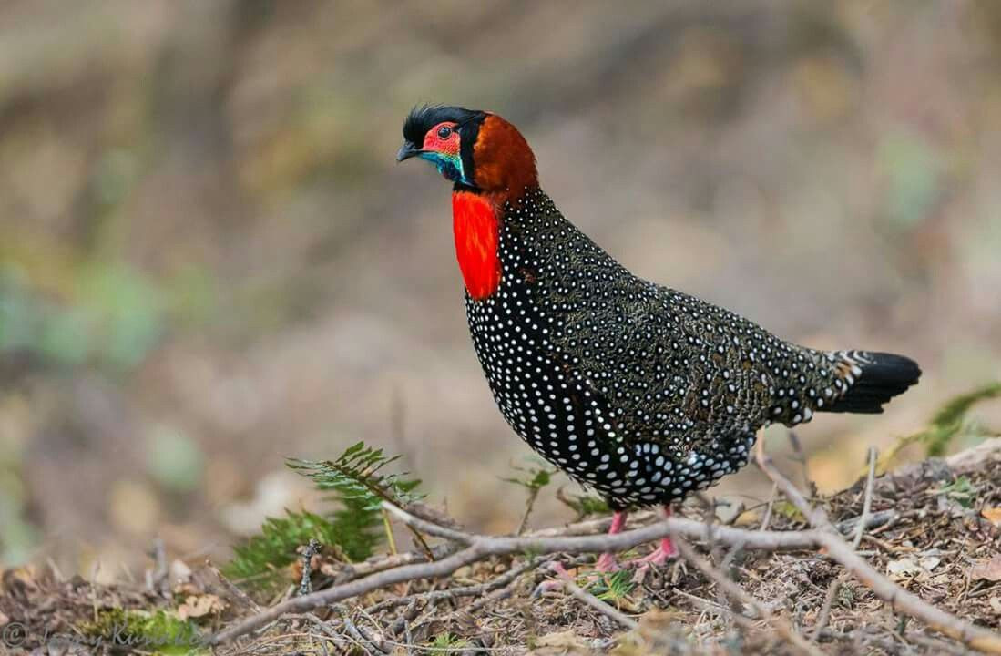 Người dân địa phương nơi đây gọi gà lôi Tây Á với cái tên “jujurana“, có nghĩa là “vua của các loài chim“. Ảnh: pinimg.