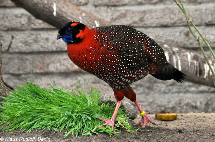 Gà lôi Tây Á được coi là loài chim hiếm nhất thuộc họ Trĩ. Chúng hiếm khi được nhìn thấy trong tự nhiên. Ảnh: biolib.