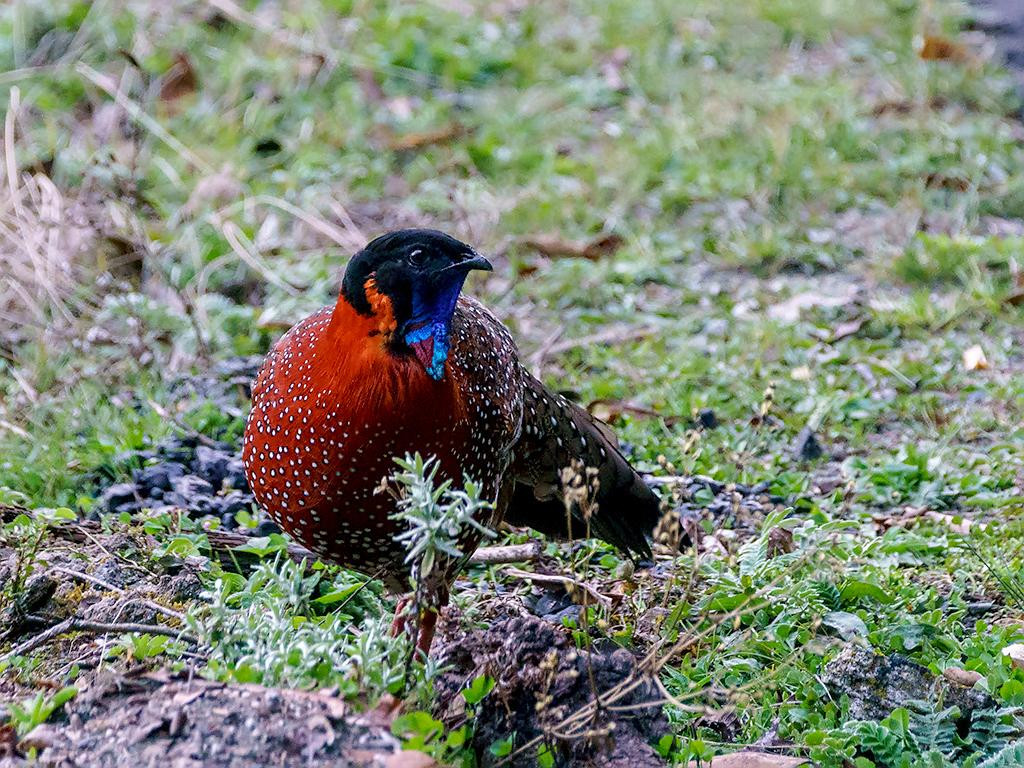 Gà lôi Tây Á thường bị săn bắt để lấy thịt và bộ lông. Hiện nay số lượng của gà lôi Tây Á còn khoảng 3300 cá thể tồn tại trong tự nhiên. Ảnh: hbw.