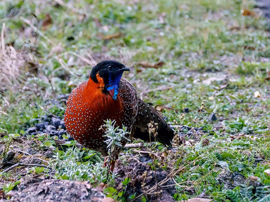 Gà lôi Tây Á thường bị săn bắt để lấy thịt và bộ lông. Hiện nay số lượng của gà lôi Tây Á còn khoảng 3300 cá thể tồn tại trong tự nhiên. Ảnh: hbw.