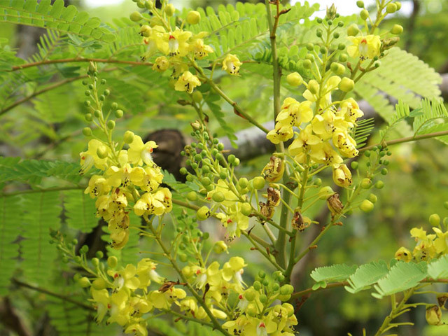 Gỗ cây tô mộc còn được sử dụng trong y học có tác dụng tiêu viêm và cầm máu. Ảnh: thucvatduoc.