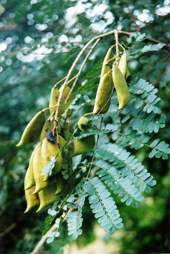 Cây tô mộc ưa đất tốt và có thể sống được trong điều kiện bán khô hạn. Ảnh: phatgiaoaluoi.