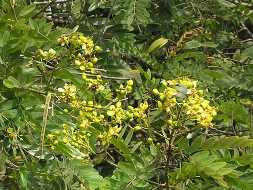 Cây tô mộc còn được trồng để lấy gỗ. Gỗ cây tô mộc được sử dụng để chạm khắc đồ mỹ nghệ hoặc để nấu nước rửa hài cốt khi cải táng. Ảnh: duoclieuduongthu.