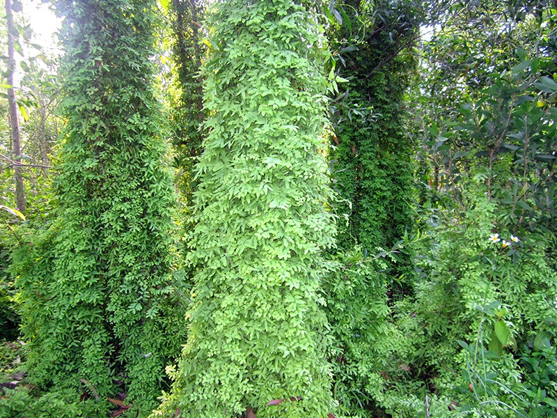 Cây bòng bong có thể thu hái quanh năm và được phơi khô để sử dụng. Ảnh: blogspot.