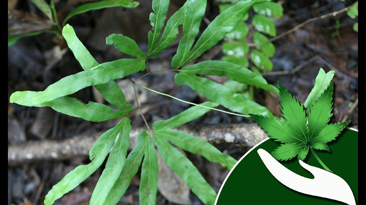 Loài cây này thường mọc ở những nơi có đất ẩm, ít ánh sáng như bụi rậm, bờ ao và thường leo phủ lên các bụi cây khác. Ảnh: ytimg.