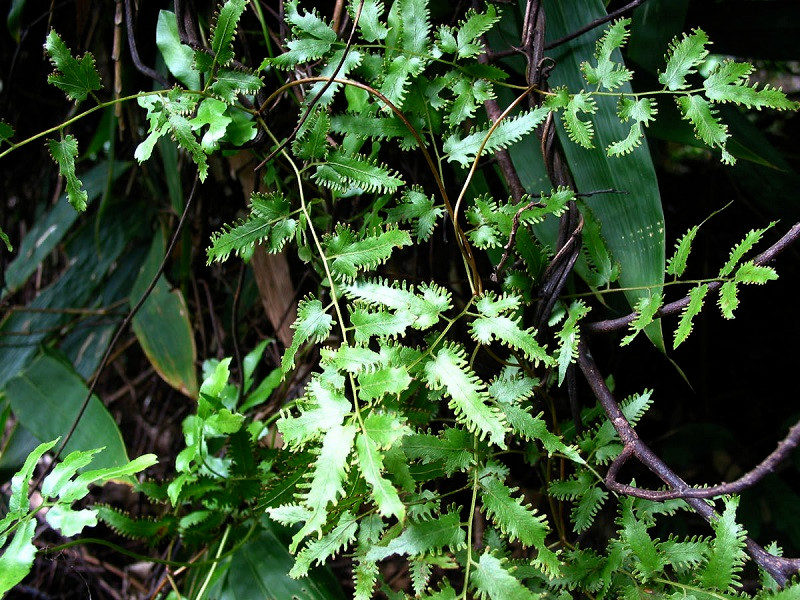 Cây bòng bong là một loài cây quen thuộc được nhiều gia đình trồng làm cảnh. Tuy nhiên, bòng bong còn được sử dụng như một vị thuốc trị các bệnh về đường tiết niệu. Ảnh: blogcaycanh.