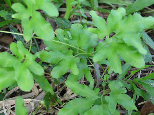 Cây bòng bong còn có tên gọi khác là “hải kim sa” vì lá của nó lóng lánh như những hạt cát vàng. Ảnh: caythuoc.