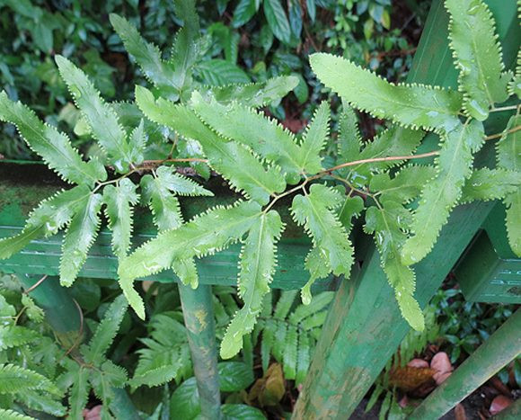 Bòng bong là một loài dương xỉ trong họ Lygodiaceae được mô tả khoa học lần đầu tiên năm 1801. Ảnh: caytrongvatnuoi.