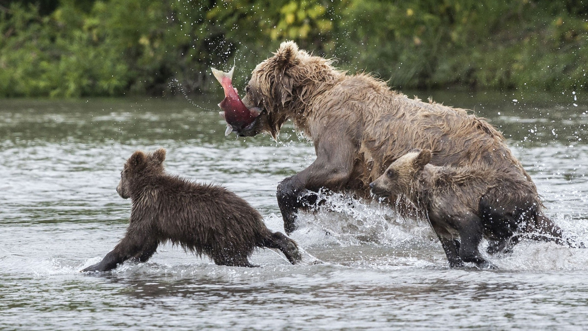 Gấu nâu Viễn Đông khổng lồ có chiều dài cơ thể đạt 2,4m, cao đến 3m khi đứng bằng chân sau và trọng lượng lên tới 650kg. Ảnh: ytimg.