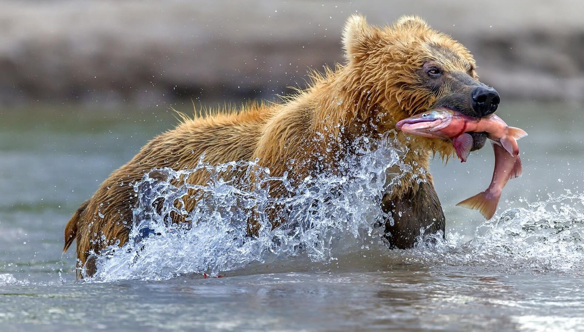Màu lông chủ yếu của gấu nâu Viễn Đông là màu nâu sẫm với tông màu tím. Các cá thể có lông màu sáng chỉ tồn tại số ít và hiếm gặp. Ảnh: 56thparallel.