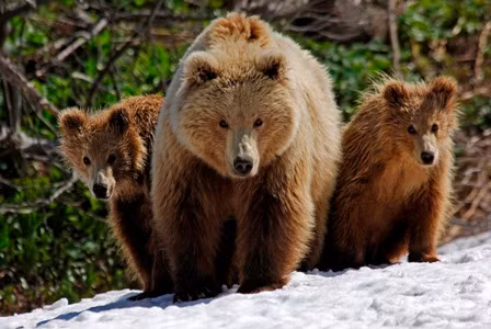 Với kích thước và trọng lượng như vậy, gấu nâu Viễn Đông cũng được xếp vào một trong những loài gấu khổng lồ lớn nhất thế giới. Ảnh: wcs.