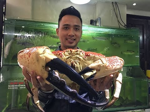 Bên ngoài thân cua Tasmania chủ yếu là màu vàng ngà ở phần dưới, màu đỏ ở trên, đặc biệt là đầu càng có màu đen. Ảnh: ytimg.