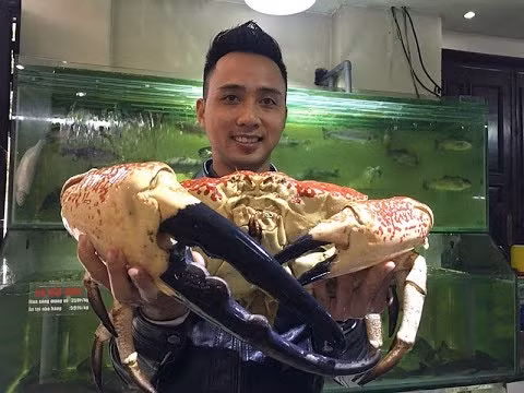 Bên ngoài thân cua Tasmania chủ yếu là màu vàng ngà ở phần dưới, màu đỏ ở trên, đặc biệt là đầu càng có màu đen. Ảnh: ytimg.