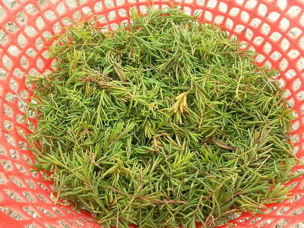 Ngoài làm nộm, rau nhót còn được ăn ghém với cơm, bún hoặc bánh mướt, một loại bánh cuốn đặc trưng chỉ có tại vùng đất xứ Nghệ. Ảnh: blogspot.