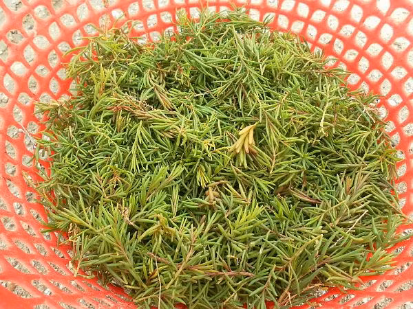 Ngoài làm nộm, rau nhót còn được ăn ghém với cơm, bún hoặc bánh mướt, một loại bánh cuốn đặc trưng chỉ có tại vùng đất xứ Nghệ. Ảnh: blogspot.