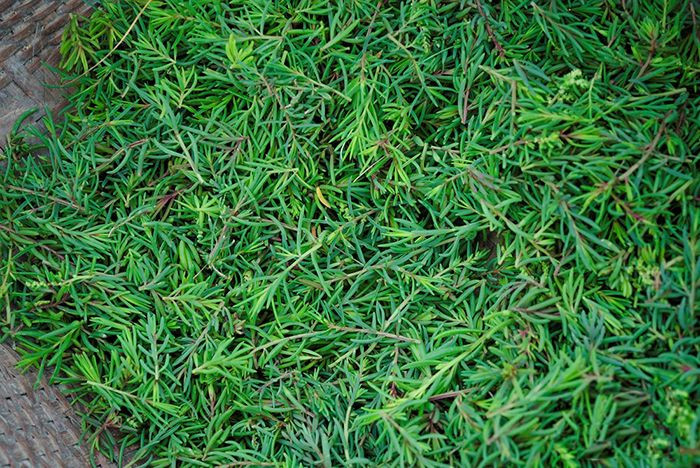 Rau nhót mọc thành từng đám, từng tảng, thấp lè tè, rễ bám chặt vào đất, nhìn rất giống cây hoa mười giờ. Ảnh: nghetinh.